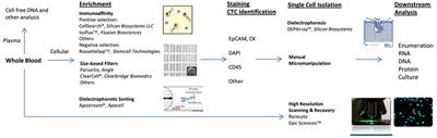 Circulating Tumor Cells in Genitourinary Malignancies: An Evolving Path to Precision Medicine